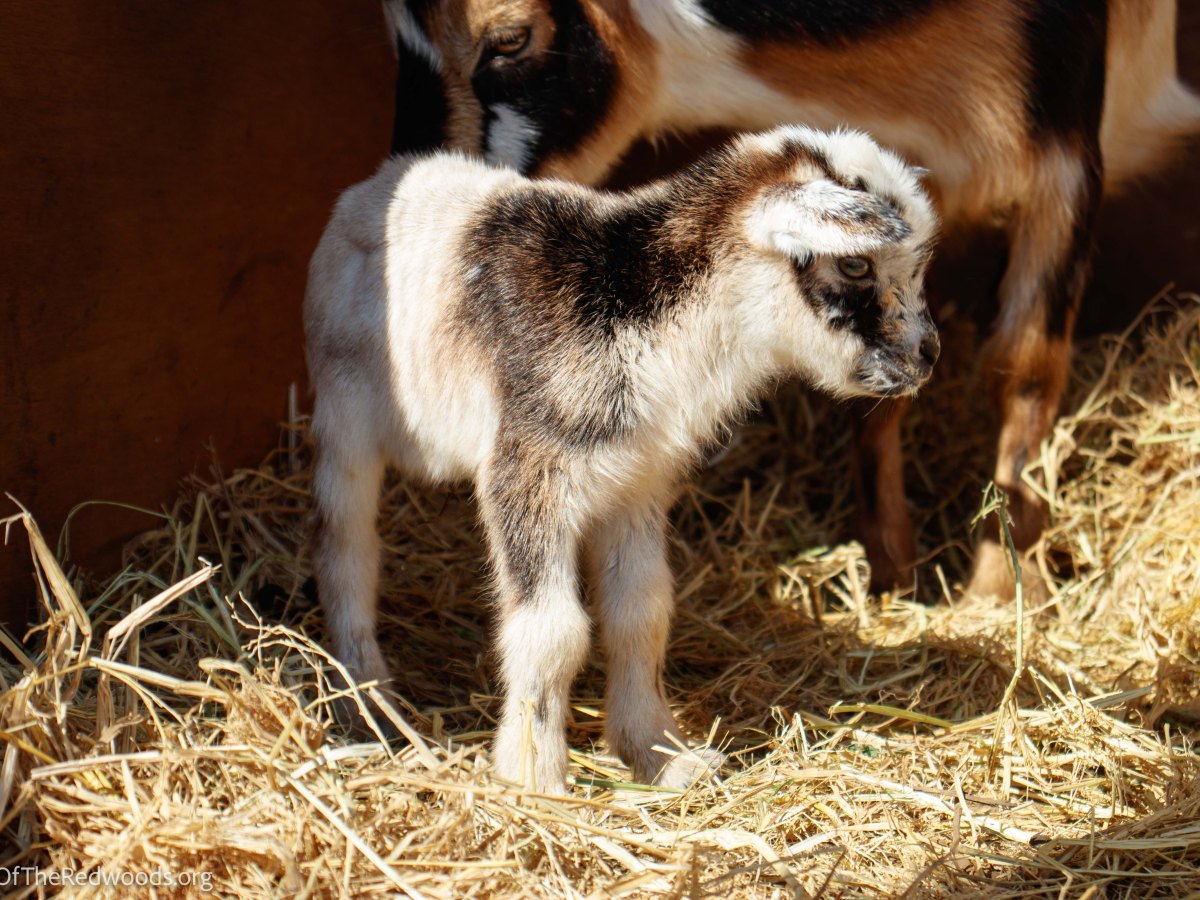 The Abbey has Baby Goats!